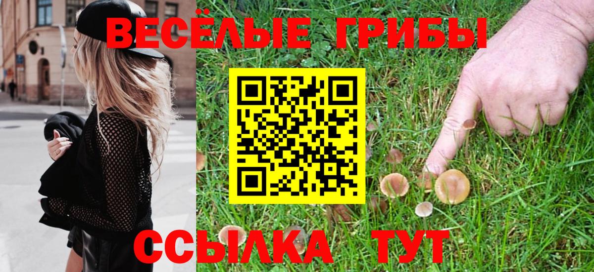 Галлюциногенные грибы Psilocybe Вязники